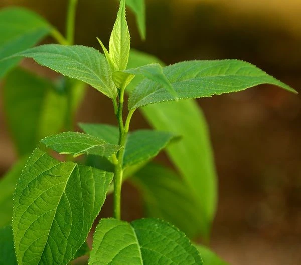 Eucommia leaves (2) Eucommia leaves (2)