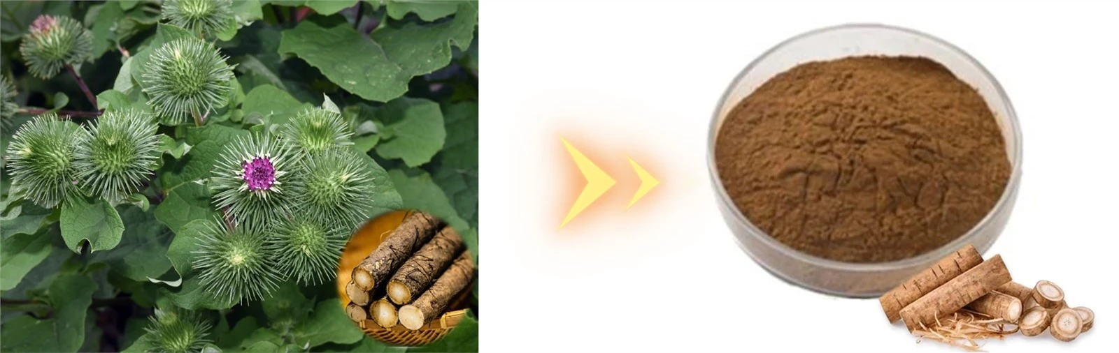 Burdock-root-extract-powder